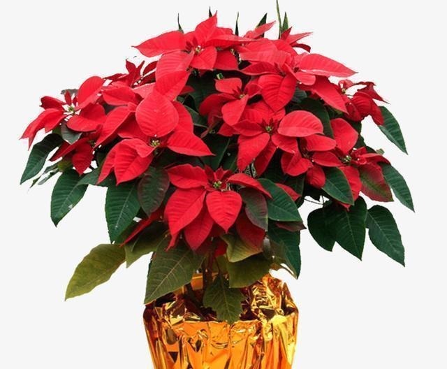 3种花“晦气花”,最好不要养室内,实在喜欢就养在室外吧