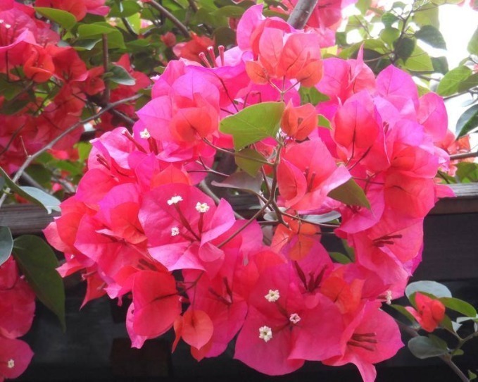 1种“光叶子花”,花开“成百上千”,一开“300多天”,不养可惜