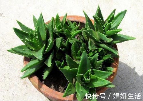 芦荟好养活？不注意此3点，叶子发黄干瘪，更别提爆盆了！