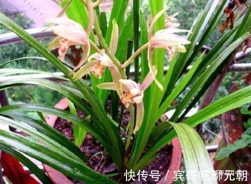 园土|家庭养兰花,就怕4种错误养护,难怪总是养不好