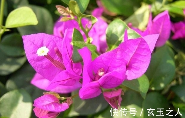 农历10月26小雪后,养什么花?以下3种花,寓意生活如意事业高升