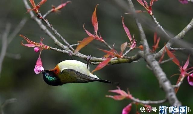 贵阳：冬樱花开引鸟来