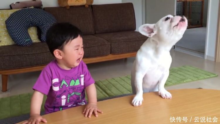 狗狗|狗狗抢走宝宝的饼干,惹得宝宝大哭不止,可它却叫得比宝宝还委屈
