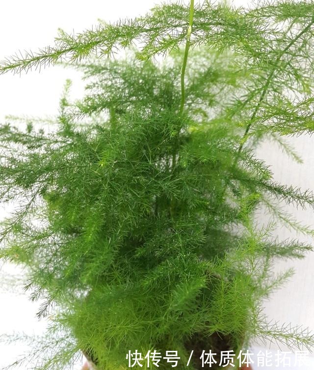 文竹不长了5个“小技巧”,长得又快又美,郁郁葱葱一大丛!