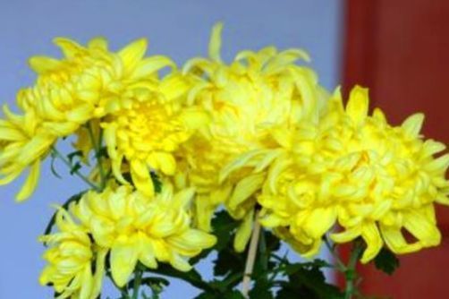 茉莉玫瑰粥|40岁女性可以多吃3种食物,美容养颜、延缓衰老,爱吃就赚了