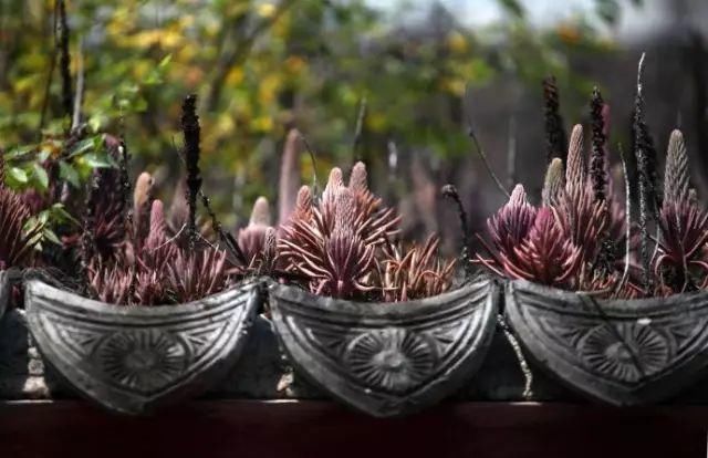 垂盆草|屋顶上的野草，人称“房神”，别再拔了，是福气！