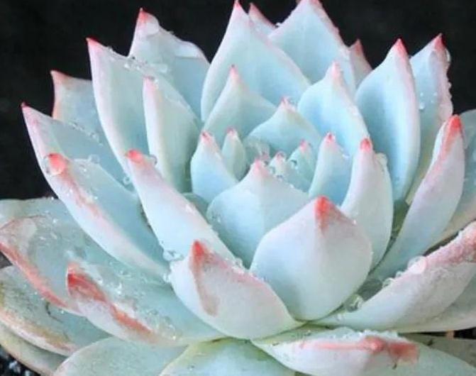 多肉粉蓝鸟怎么养,掌握5点,养出仙气飘飘的状态美极了