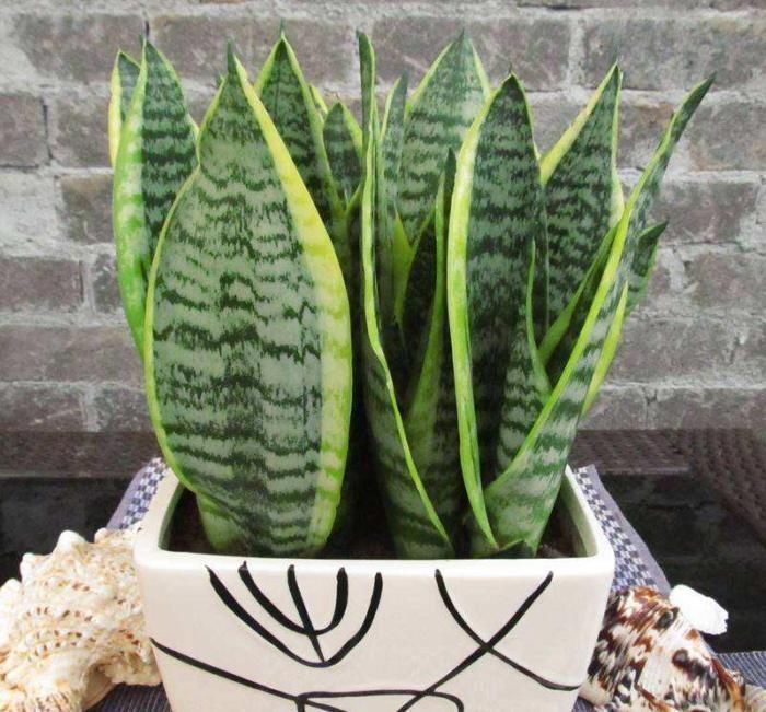 异味|卫生间放这3种“花”，耐阴除臭还杀菌，轻松告别厕所异味