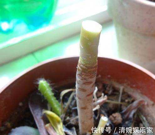 新芽|黑法师直接砍一刀,窜出满盆新芽,花盆容不下,养出大老桩!