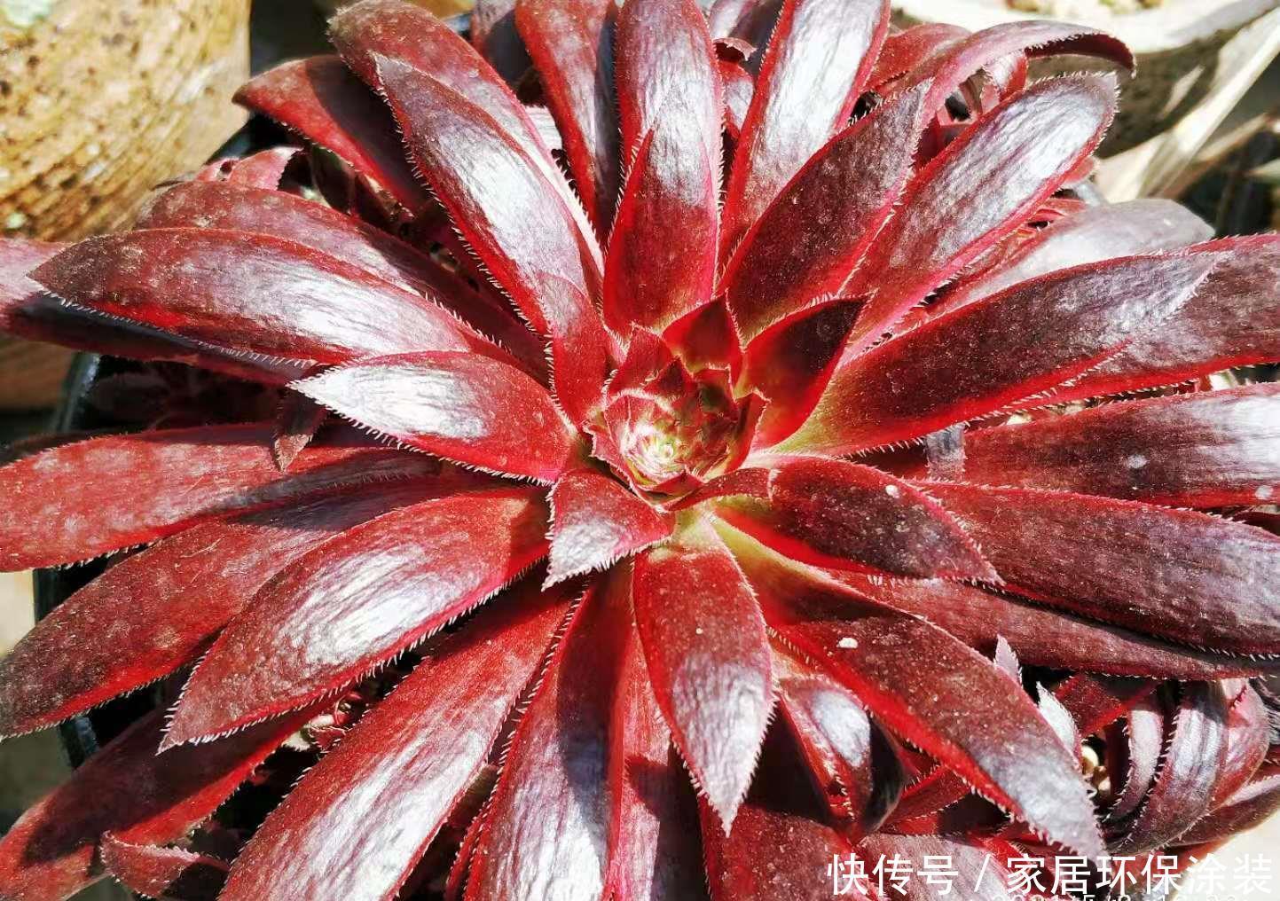 多肉|春夏之交带锦的法师还可以露养吗?当然可以,不过要注意养护细节