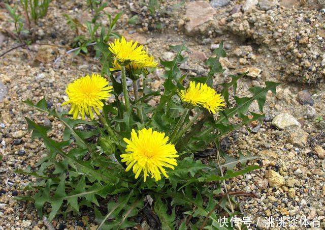 蒲公英和曲曲菜长得像,从这几处区分最好认!