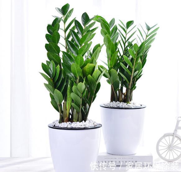 盘点10种漂亮的耐阴花,家里采光不好也能养,专为北阳台而生