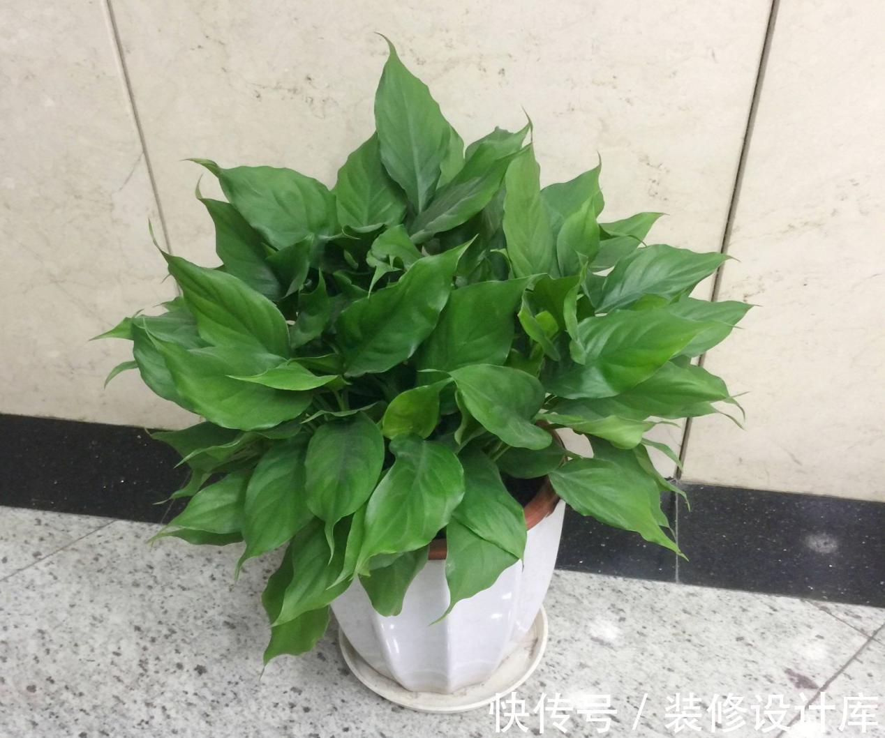 植物|浇花,用好这4种“水”,效果就像打了激素,刺激植物疯长