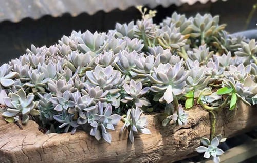 都在养“多肉”?那你见过养了15年的“胧月”,是什么样吗?