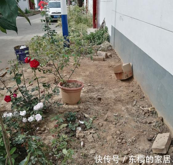 月季|学会养护5步法,月季嗖嗖满架爬,整面花墙太好看