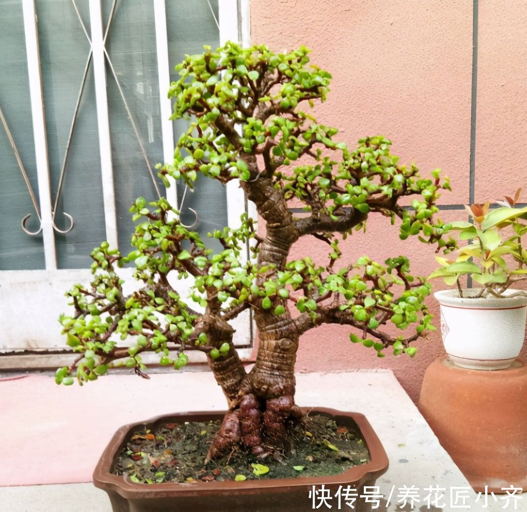 金枝玉叶可以养成盆景，掌握2个“关键”，自己在家才能制作
