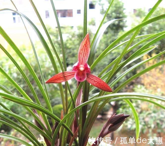春兰|它是兰花界无法超越的经典，红杆红花，兰香浓郁，新手也能养好