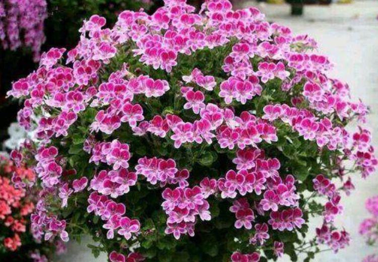 4种花超漂亮,个个美出状态,开花多,不费事就能养好!