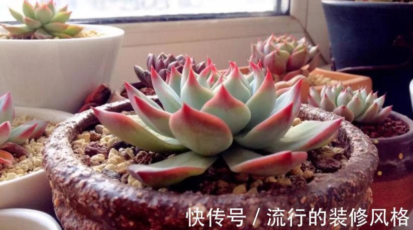 养多肉植物吉娃娃,抓住这3点,盆栽显贵气,特美!