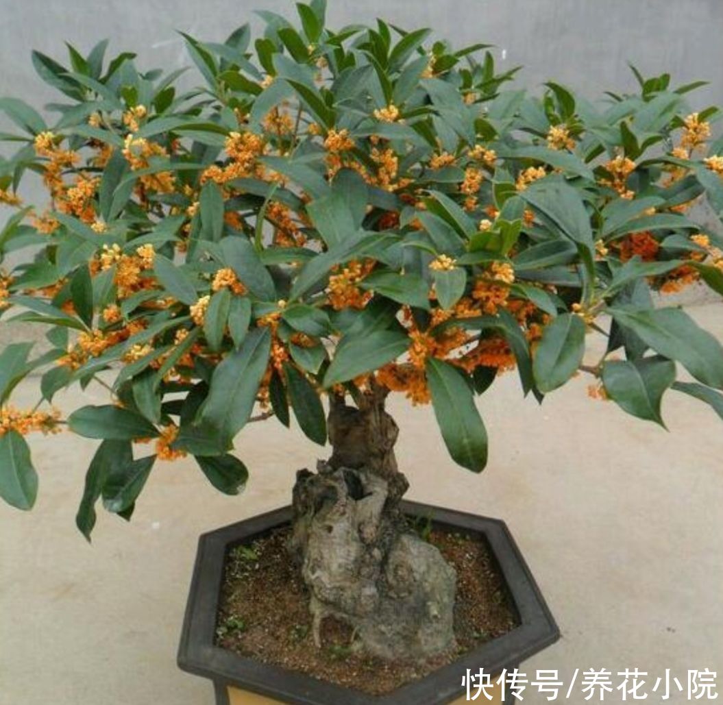 红豆杉|养花不如养树，5种“富贵树”，摆在家里招财又旺宅