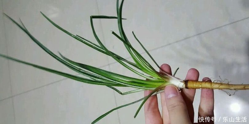 鸦葱|野菜一定要挖根,人称“兔儿奶”,根比叶子好吃