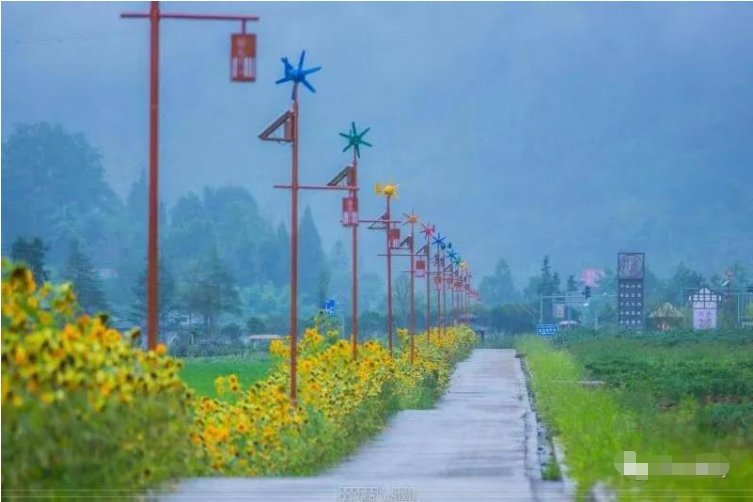 川西|芒种麦秋而稻禾青青来芦山肆意撒欢