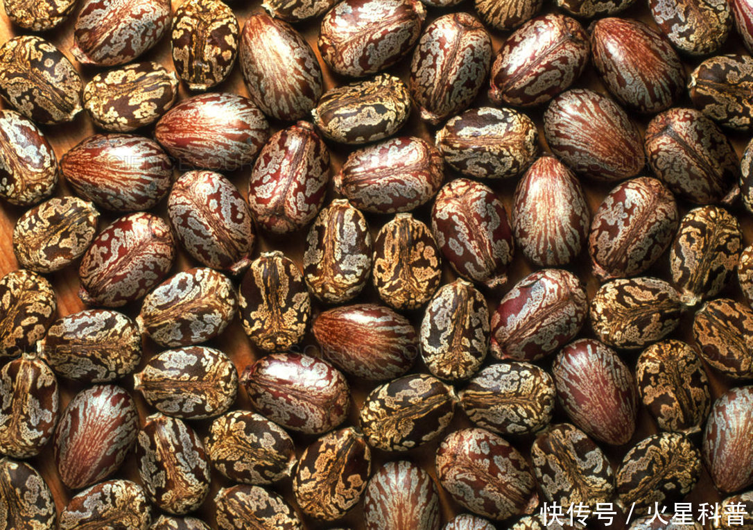 农村|农村到处种的蓖麻竟是生化武器,15毫克就能致命,这是怎么回事