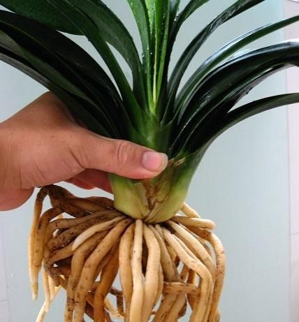 自来水|君子兰不开花还总是烂根教你一招,君子兰从此长不停