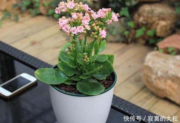 花草植物|冬季盆栽养花种草,多注意这3要素,离“封神”就不远了