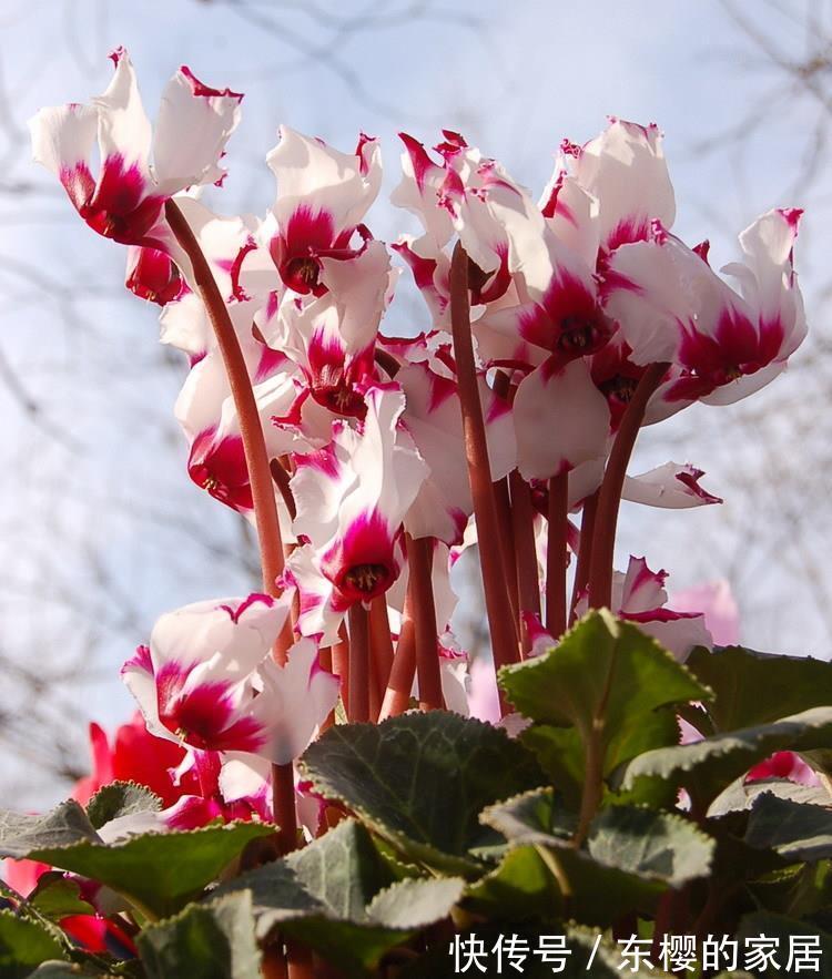 多元素|4种“漂亮花”，现在快入手，晒晒太阳就开花，越冷越漂亮