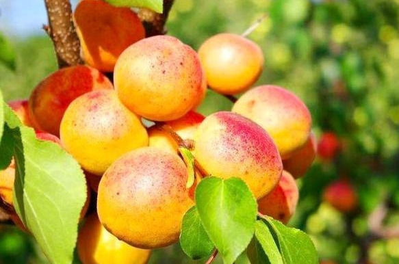 胆固醇|女性不妨坚持吃四种食物，补血养颜、改善体质，有益健康