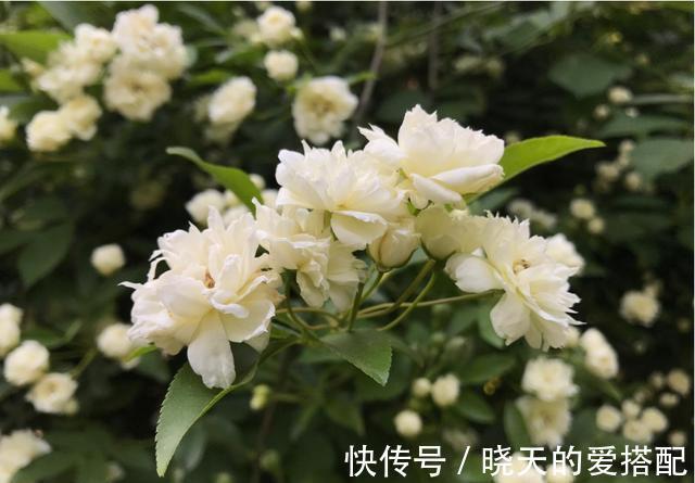 阳台族|农历7月2日开始,养花养个耐看的,花型奇特美丽,常年开花不断