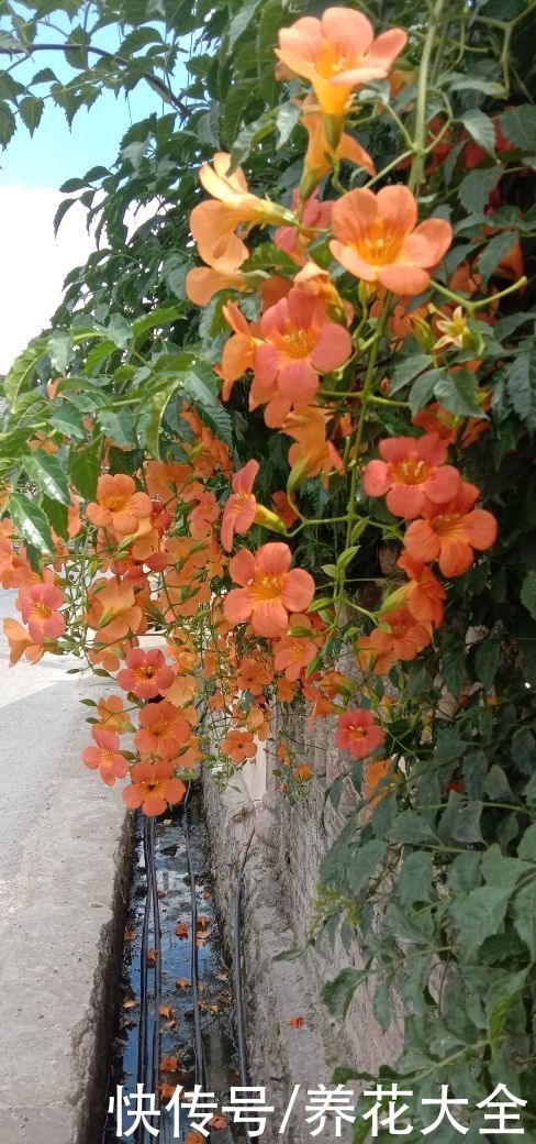 家里要是有院子，千万别养这4种花，泛滥了不好收拾