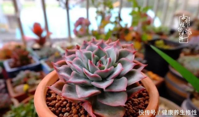 冬季,属于多肉的季节!养多肉的你喜欢冬天吗!