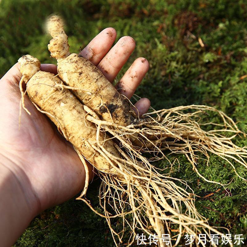 一个仅4味药的神奇配方,帮你把元气、肾气、脾气、肺气通通补足