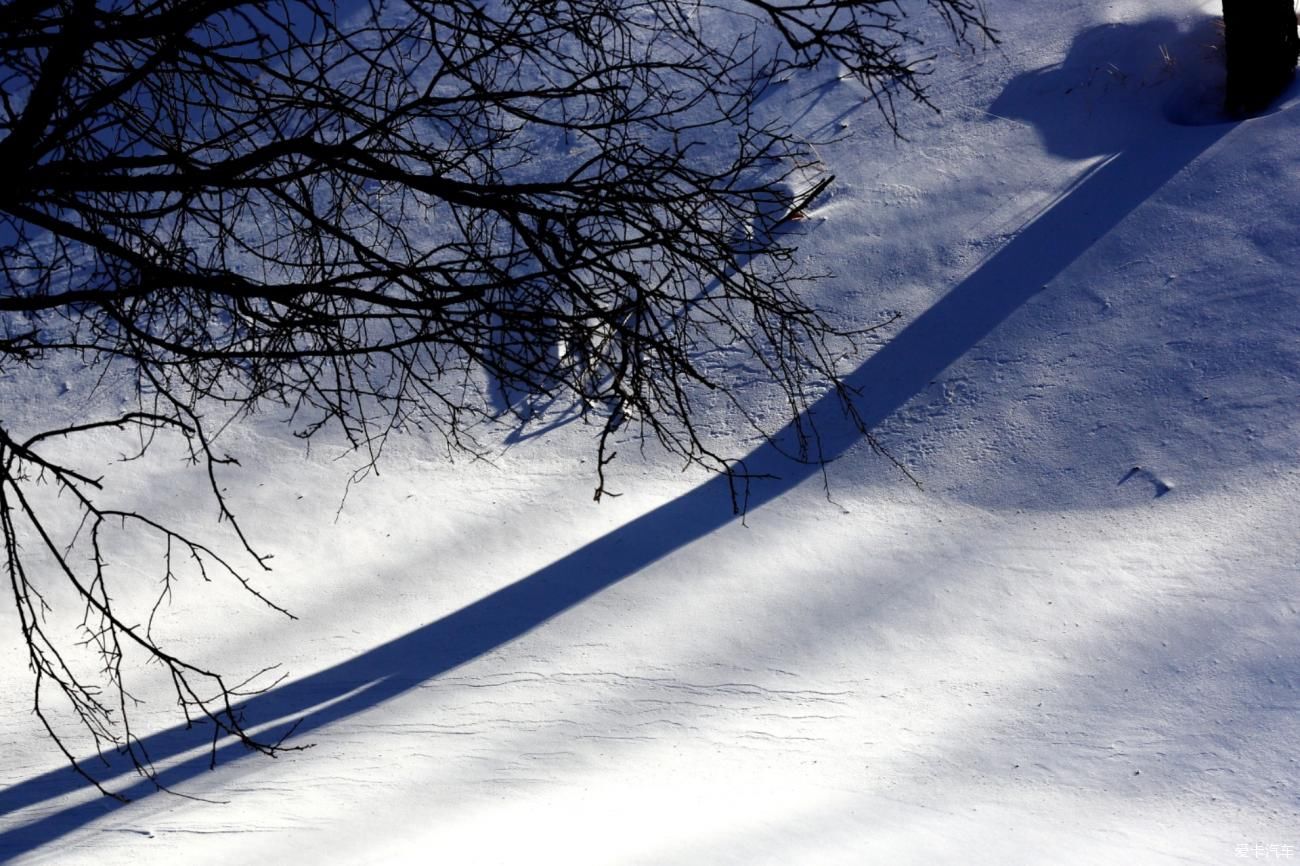 童话世界|【爱卡踏青季】穿行于乌兰布统洁白的童话世界②白桦林间