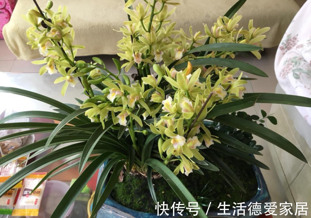 绿萝穷养,兰花富养,才能养成宝贝,你真的懂吗?