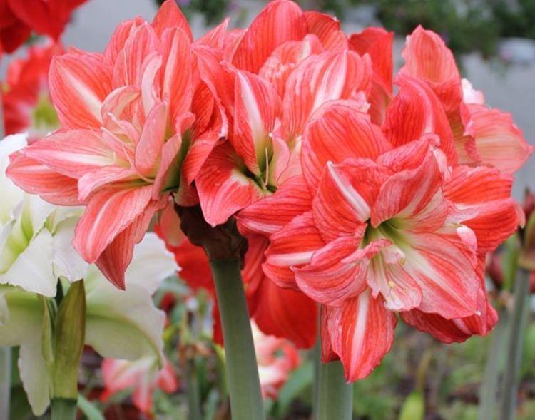 5种花是花中大美女,开花勤爱爆盆,一年四季都赏花