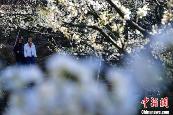 美！这里一万多亩芙蓉李 花儿绽放如雪