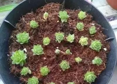 为何别人的肉肉轻松就爆盆,原来他们种了这种会生“宝宝”的多肉