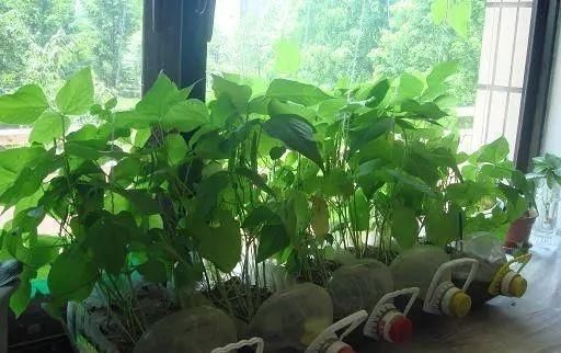 捡30个“空油桶”饮料瓶,这样种菜养花,家里都不用“买菜”了