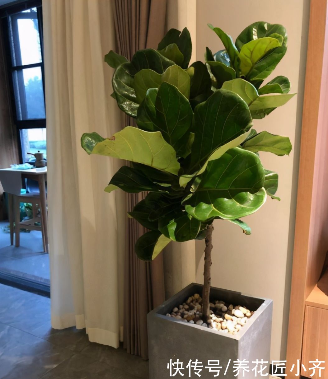 如果养着这7种花，温度高及时“打顶”，这样才能枝繁叶茂