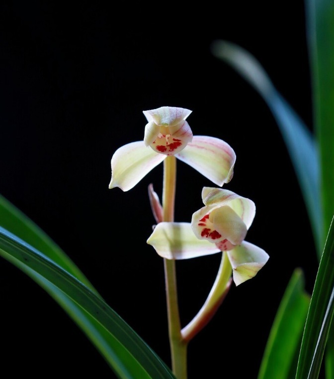 春天养兰花要学会“4变”，越变苗越多，还长得格外壮