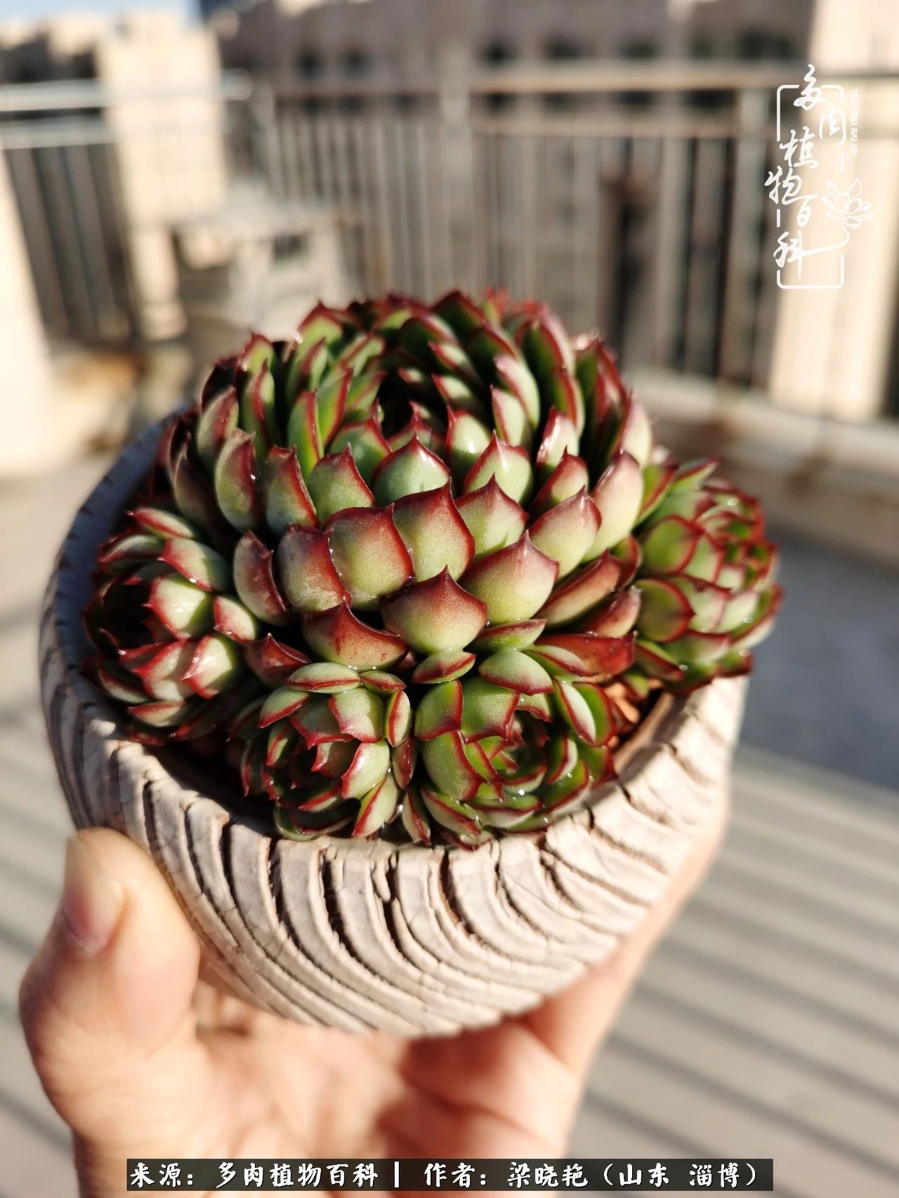 多肉植物|暑往秋来，夏天成了故事，迎来多肉最美的季节！