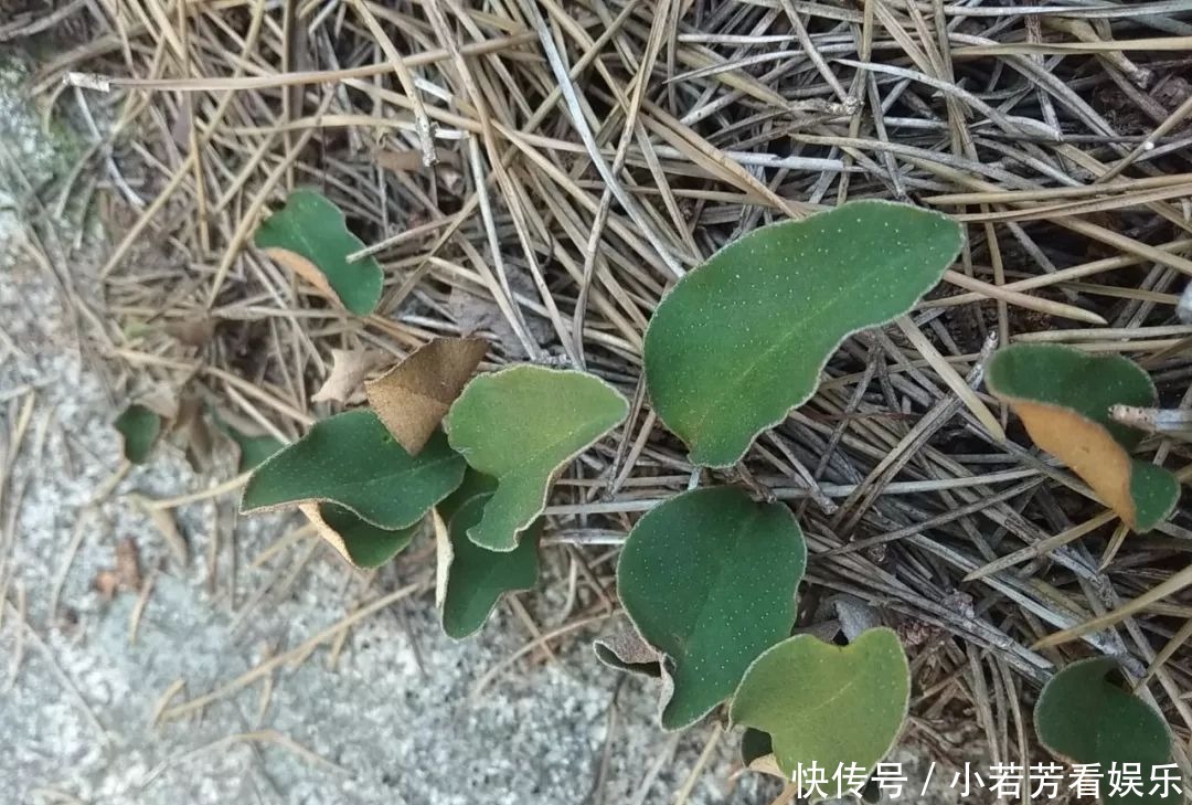 临朐这 个地方山清水秀，却不是一个村庄，而是……