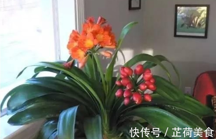 君子兰是个“酒鬼”,一次喝1杯,养成“大白菜”,开花不断!