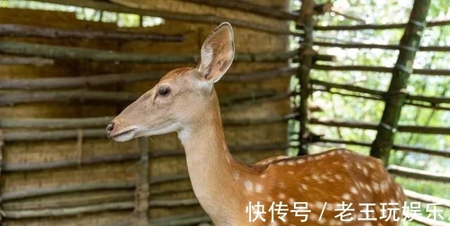 登高|「九皇山」登高赏秋 诗意山水