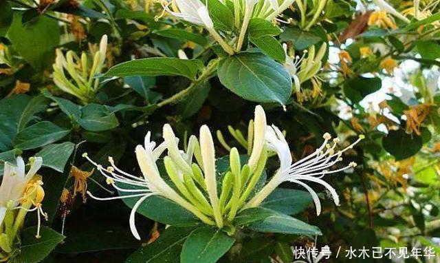 夏季摘1个枝,丢盆里,来年花开满阳台,成枝肥叶壮有价值的盆景