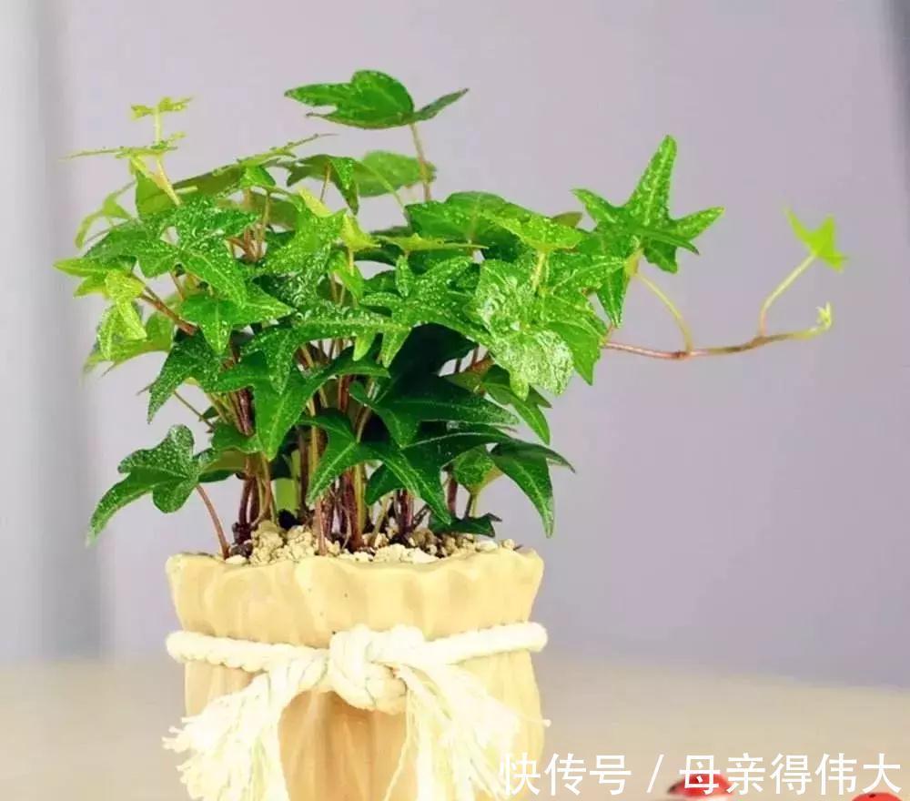 这些花是二手烟的克星,家里有烟鬼的,赶紧养几盆