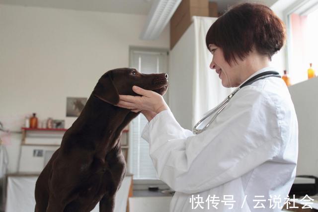 并发症|患白内障的狗狗越来越多!究其原因,跟主人过度宠爱也有关